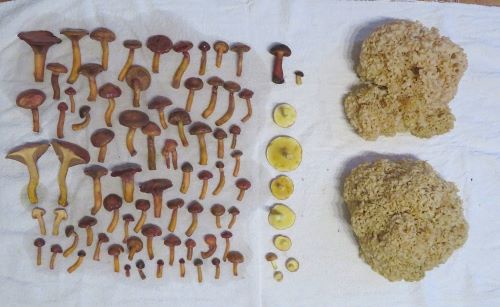 Fund mit vielen Kupferroten Gelbfüßen; Foto Michael 22.9.25