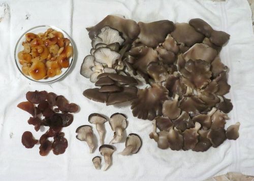 Gesamtfund an Winterpilzen; Foto Michael 25.11.25 Gesamtfund an Winterpilzen; Foto Michael 25.11.25