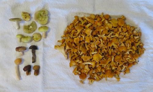 Fund von Michael; Foto 28.6.24