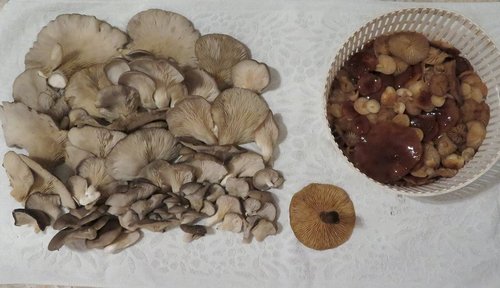 Fund Michael 30.12.22 Fund Michael 30.12.22