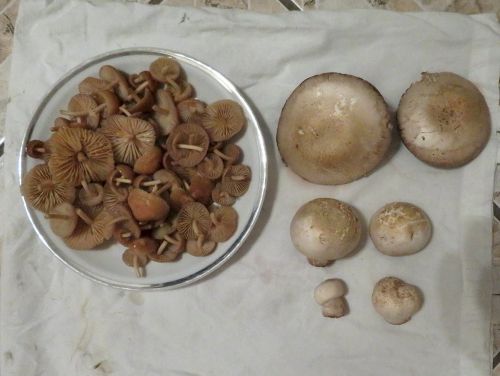 Fund von Nelkenschwindlingen (links) und Wiesenchampignons; Foto Michael 4.6.26 Fund von Nelkenschwindlingen (links) und Wiesenchampignons; Foto Michael 4.6.26