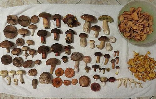 Üppiger Fund mit einem Schälchen Eselsohren; Foto Michael 9.10.25 Üppiger Fund mit einem Schälchen Eselsohren; Foto Michael 9.10.25