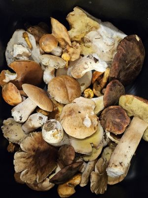 Erster Jahresfund mit Steinpilzen; Foto Nora 11.9.26
