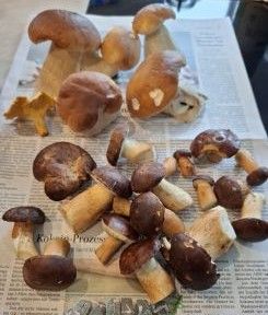 Steinpilze, ein Pfifferling und Maronen; Foto Onno 16.10.25 Steinpilze, ein Pfifferling und Maronen; Foto Onno 16.10.25