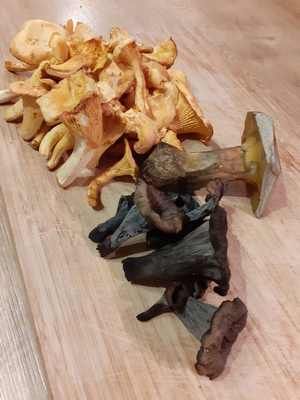Spätfund mit Pfifferlingen, Totentrompeten und Flocki; Foto Peter 15.11.25 Spätfund mit Pfifferlingen, Totentrompeten und Flocki; Foto Peter 15.11.25