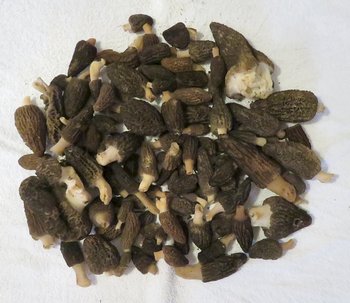 Fund von Rindenmulchmorcheln; Foto Michael 19.3.24 Fund von Rindenmulchmorcheln; Foto Michael 19.3.24