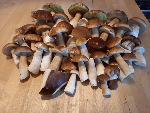 Fund Sebastian 1.10.22 Fund Sebastian 1.10.22