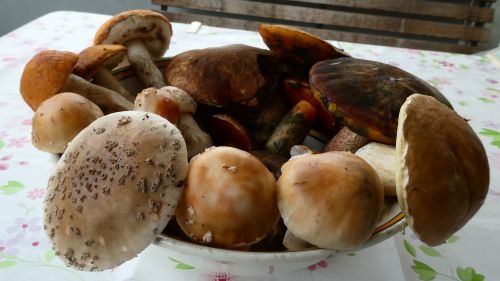 Flockenstielige Hexen, Rotkappen, Steinpilz und Perlpilze; Foto Sepp 10.9.26 Flockenstielige Hexen, Rotkappen, Steinpilz und Perlpilze; Foto Sepp 10.9.26