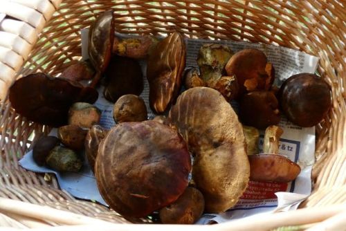 Röhrlingsfund mit 15 Flockenstieligen Hexenröhrlingen; Foto Sepp 12.10.26 Röhrlingsfund mit 15 Flockenstieligen Hexenröhrlingen; Foto Sepp 12.10.26