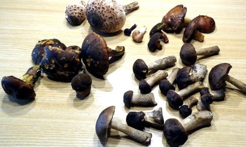 Fund mit 13 jungen Birkenpilzen; Foto Sepp 12.9.25