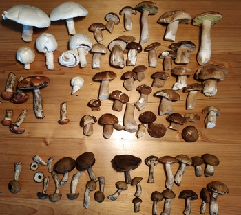 Fund Sigi 13.8.23 Fund Sigi 13.8.23