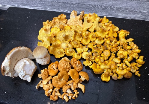 Stefans Fund; Foto Stefan 4.10.23 Stefans Fund; Foto Stefan 4.10.23