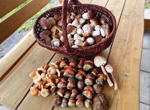 Fund aus dem Spessart; Foto Stefan 4.10.25 Fund aus dem Spessart; Foto Stefan 4.10.25