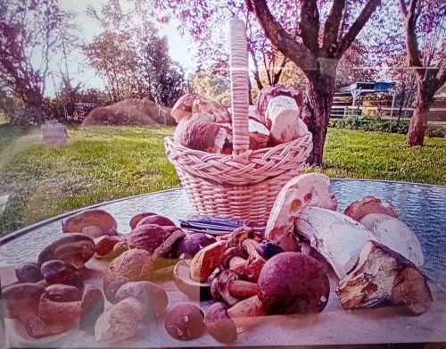 Reichlich gefunden; Foto Thomas 10.10.25 Reichlich gefunden; Foto Thomas 10.10.25