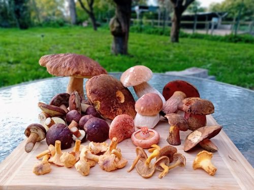 Gesamtfund aus dem Odenwald; Foto Thomas 20.10.25 Gesamtfund aus dem Odenwald; Foto Thomas 20.10.25