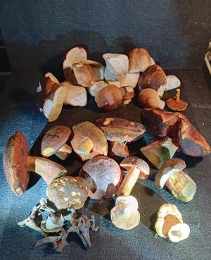 Fund im Regen; Foto Thomas 23.10.25 Fund im Regen; Foto Thomas 23.10.25