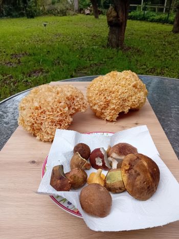 Gesamtfund mit zwei Riesenglucken und Röhrlingen; Foto Thomas 25.9.25 Gesamtfund mit zwei Riesenglucken und Röhrlingen; Foto Thomas 25.9.25