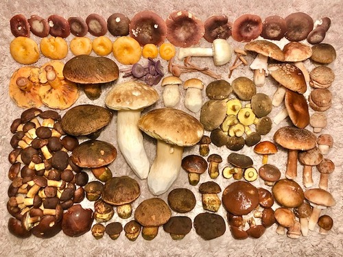 Fund Thomas 3.10.22 Fund Thomas 3.10.22