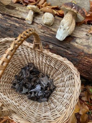 Fund mit Steinpilzen und Herbsttrompeten; Foto Tobias 1.11.25