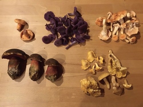 Gesamtfund; Foto Verbena 29.10.23
