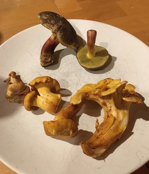 Fund Verbena 8.8.23 Fund Verbena 8.8.23