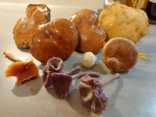Fund aus der Wedemark; Foto Klaus 9.10.24