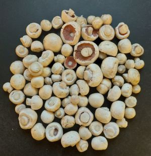 Schöner Fund von Wiesenchampignons; Foto Martin 26.8.26 Schöner Fund von Wiesenchampignons; Foto Martin 26.8.26