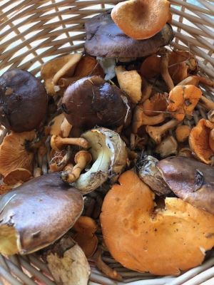 Butterpilze, Aprikosenpfifferlinge; Foto Wolfram 6.9.26 Butterpilze, Aprikosenpfifferlinge; Foto Wolfram 6.9.26