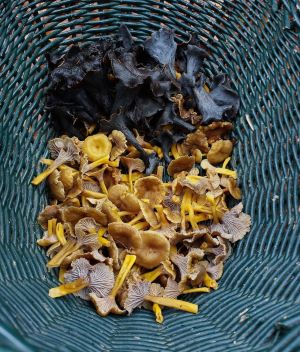 Korb mit Herbsttrompeten und Trompetenpfifferlingen; Foto Matthias 28.11.24 Korb mit Herbsttrompeten und Trompetenpfifferlingen; Foto Matthias 28.11.24