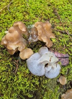 Gallertiger Zitterzahn; Foto Jörn 9.11.25