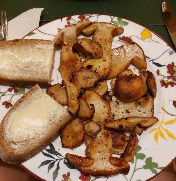 Gebratene Steinpilzscheiben zu Butterbrot; Foto Ivanka 27.10.25 Gebratene Steinpilzscheiben zu Butterbrot; Foto Ivanka 27.10.25