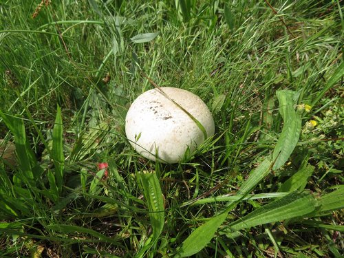 Gedrungener Champignon; Foto Michael 4.6.24 Gedrungener Champignon; Foto Michael 4.6.24