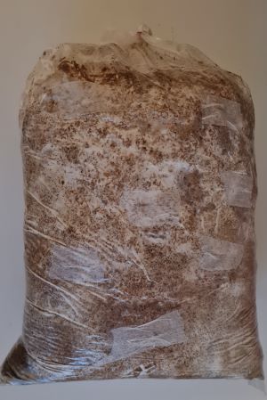 Eingeschnittener Gefrierbeutel mit Pellets und Pilzbrut; Foto Michael H. 3.3.25
