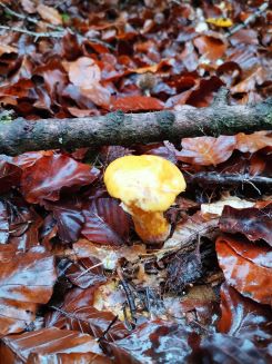 Gelber Hohlfußröhrling; Foto Fritz 31.10.24 Gelber Hohlfußröhrling; Foto Fritz 31.10.24