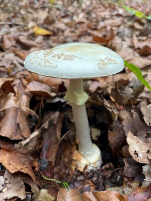Gelber Knollenblätterpilz Heiko 6.10.22