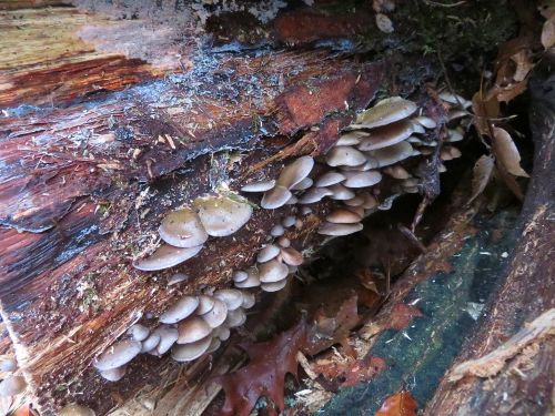 Gelbstielige Muschelseitlinge; Foto Michael 23.12.25