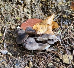 Gemeine Erdritterlinge 1; Foto Antonio 1.11.25