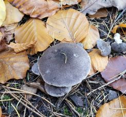 Gemeine Erdritterlinge 2; Foto Antonio 1.11.25