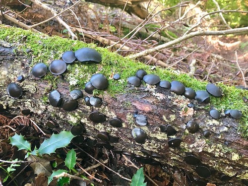 Gemeine Schmutzbecherlinge Thomas 12.10.22 Gemeine Schmutzbecherlinge Thomas 12.10.22