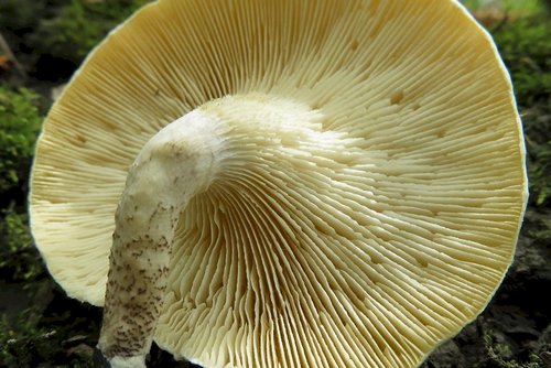 Gesägte Schneiden des Getigerten Sägeblättlings; Foto Michael 18.4.24 Gesägte Schneiden des Getigerten Sägeblättlings; Foto Michael 18.4.24