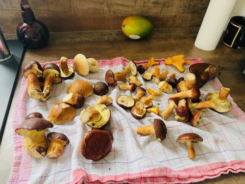 Fund von Julius und Andrea; Foto Julius 21.9.25 Fund von Julius und Andrea; Foto Julius 21.9.25