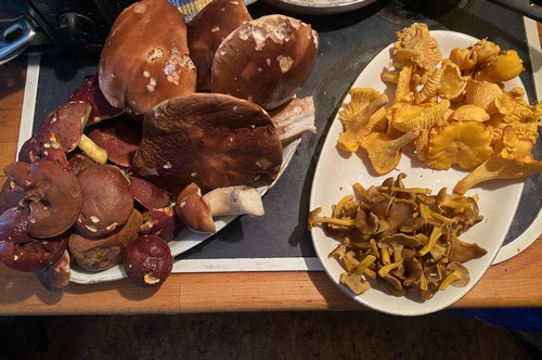 Spätherbstfund von Marie; Foto 17.11.23 Spätherbstfund von Marie; Foto 17.11.23