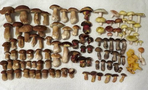 Gesamtfund Michael; 13.8.23 Gesamtfund Michael; 13.8.23