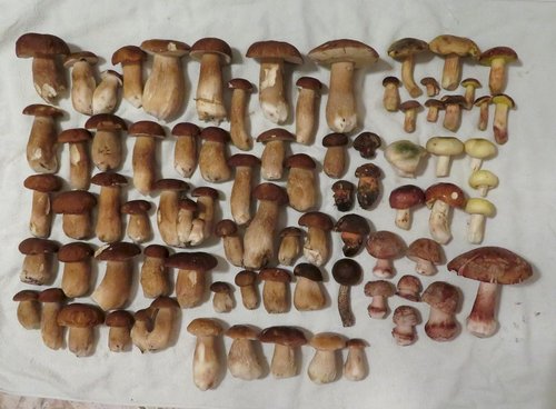 Gesamtfund Michael; 9.8.23 Gesamtfund Michael; 9.8.23