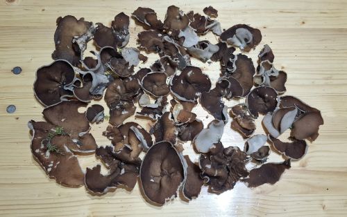 Stolzer Fund von Morchelbecherlingen; Foto Miguel 18.3.26