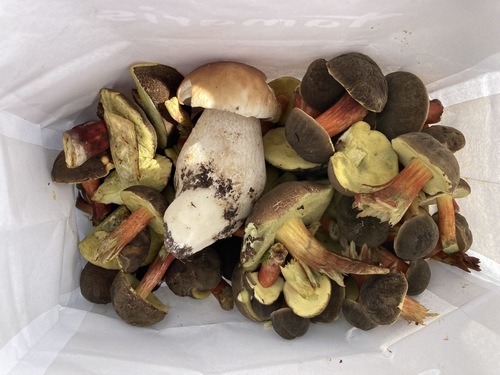 Steinpilz und Rotfußröhrlinge; Sebastian 8.8.23 Steinpilz und Rotfußröhrlinge; Sebastian 8.8.23