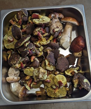 Gesamtfund Sven 6.8.23 Gesamtfund Sven 6.8.23