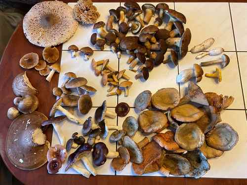 Gesamtfund von Uwe; Foto Uwe 30.9.23 Gesamtfund von Uwe; Foto Uwe 30.9.23