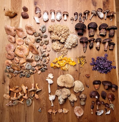 17 verschiedene Pilzarten auf einen Blick; Foto Verena 19.10.23