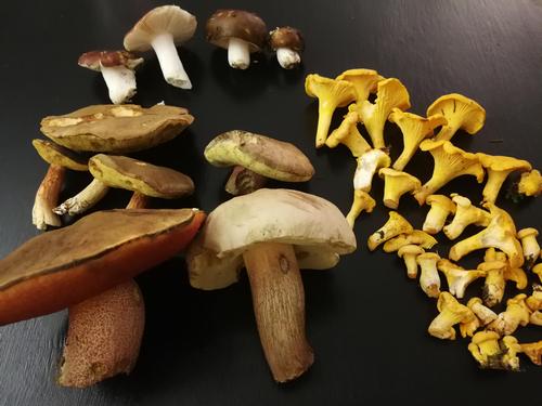 Gesamtfund vonFlorian 23.7.23